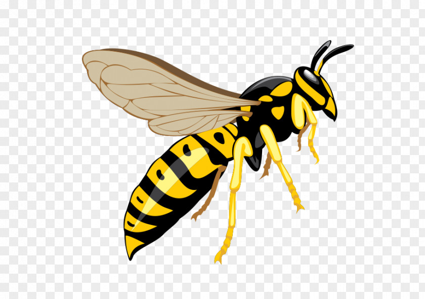 Wasp Hornet Bee Insect Pest Control PNG