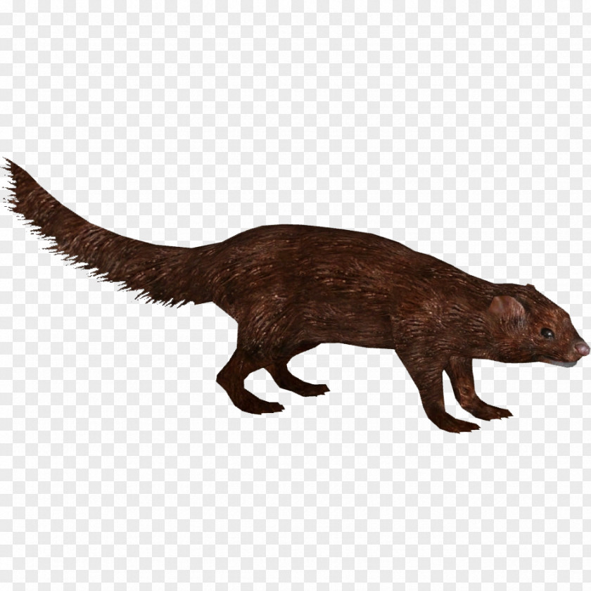 Animal Mink American Sea European Pine Marten Tiger PNG