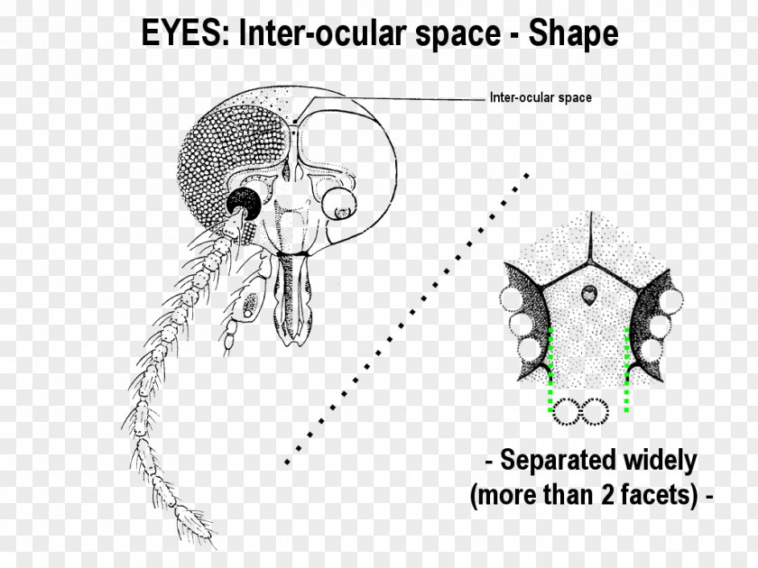 Catalogue Of Palaearctic Diptera Drawing /m/02csf Ear Automotive Design PNG