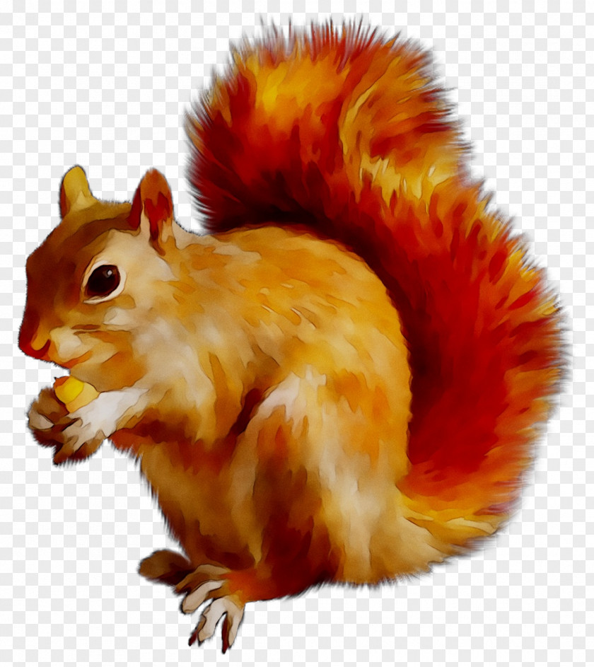 Chipmunk Rodent Tree Squirrel Sciurinae Fox PNG