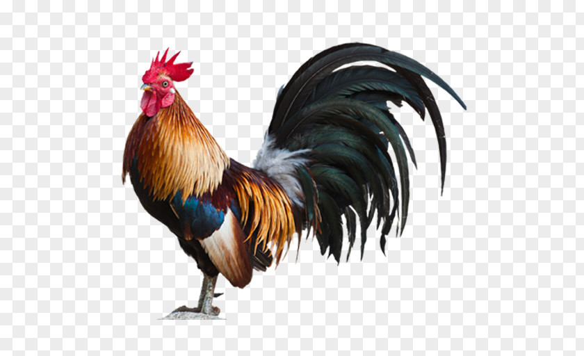 Coq Plymouth Rock Chicken Leghorn Rooster PNG
