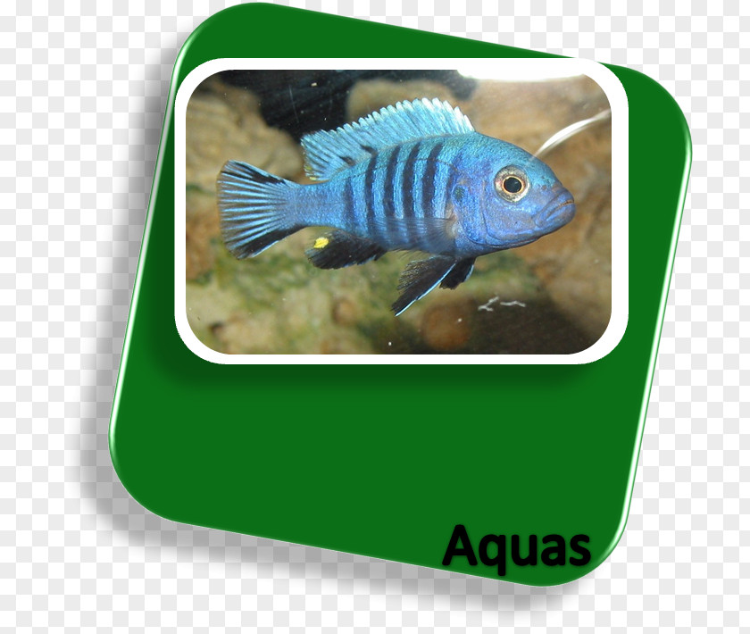 Fish Goldfish Vertebrate Bony Fishes Aquarium PNG