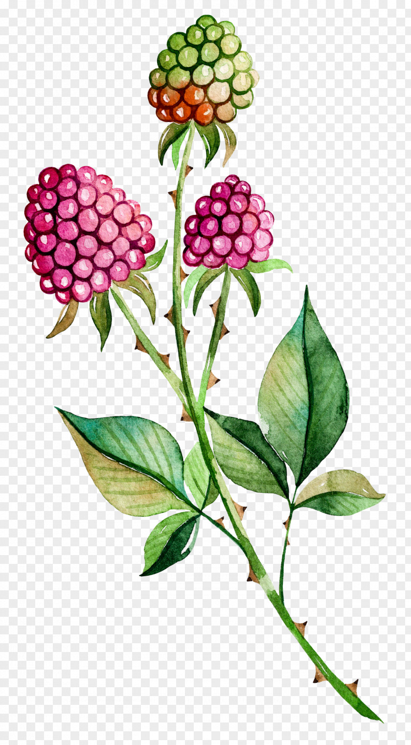 Hand-painted Berries Painting Poster PNG