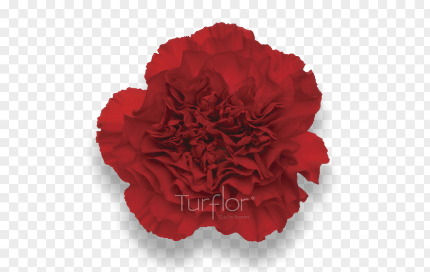 Lilac Flower Carnation Cut Flowers Red TurboSquid PNG