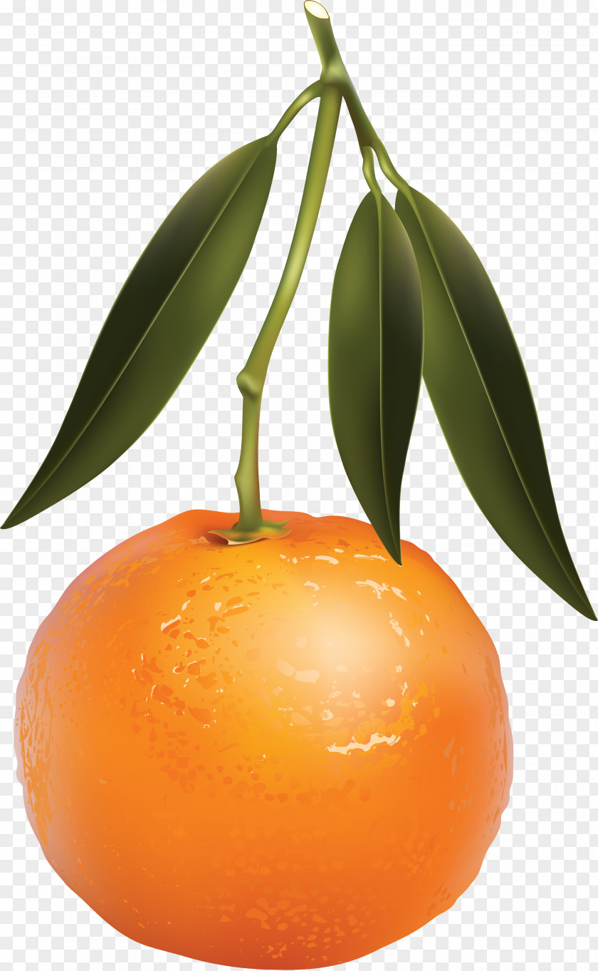 Oranges Mandarina PNG