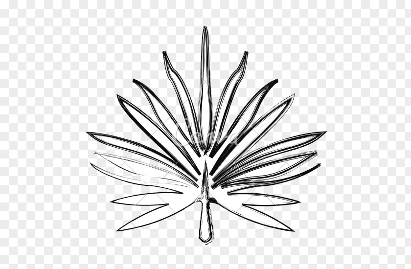 Tropical Plants Palm Branch Leaf Drawing Line Art PNG