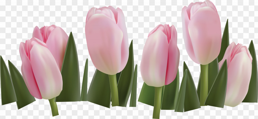 Tulip Border Flowers Floral Design Clip Art PNG