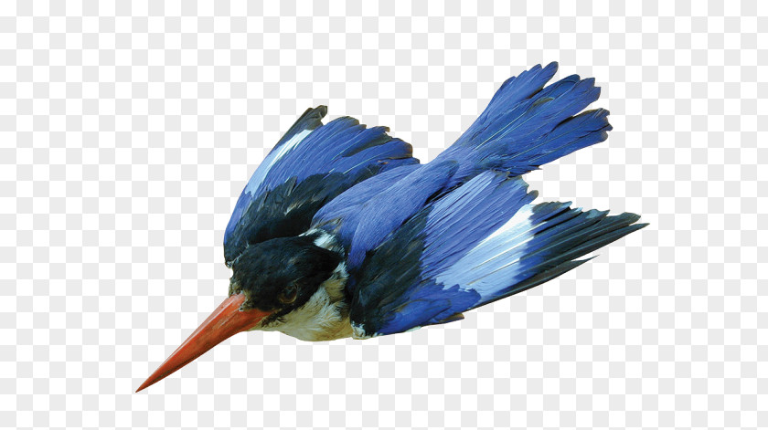 Wing Songbird Bird Logo PNG