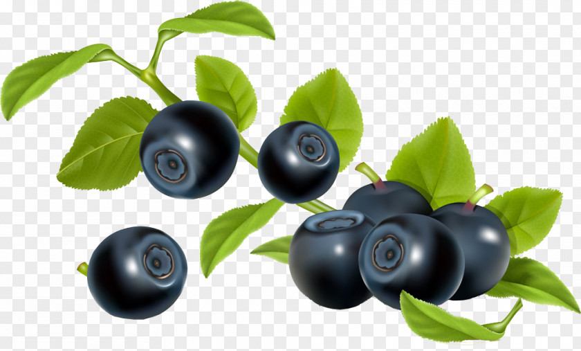 Blueberry Fruit Bilberry Illustration PNG