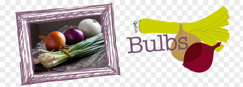 Bulb Onion Vegetable Red Garlic PNG