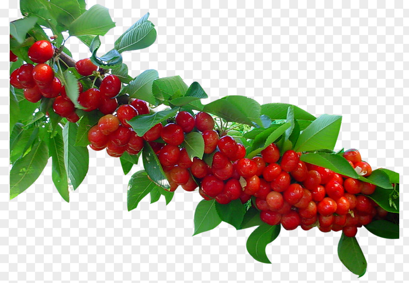 Cherry Red Valle Del Jerte Sour Fruit Cerasus PNG
