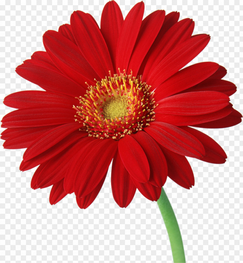 Lavanda Transvaal Daisy Red Common Flower Clip Art PNG
