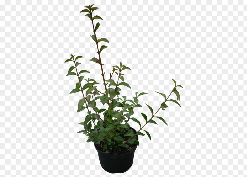 Plant Shrub Ligustrum Ovalifolium Evergreen Garden PNG