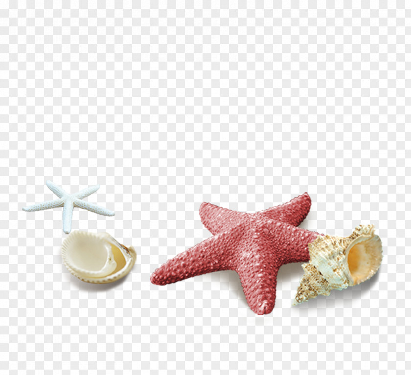 Red Simple Starfish Shell Decoration Pattern Seashell Download Computer File PNG