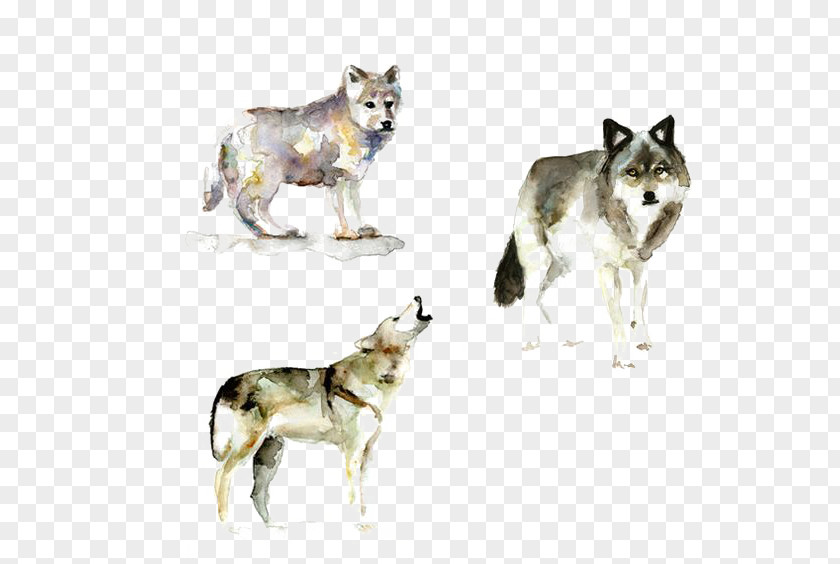 Wolf Gray Watercolor Painting Printmaking PNG