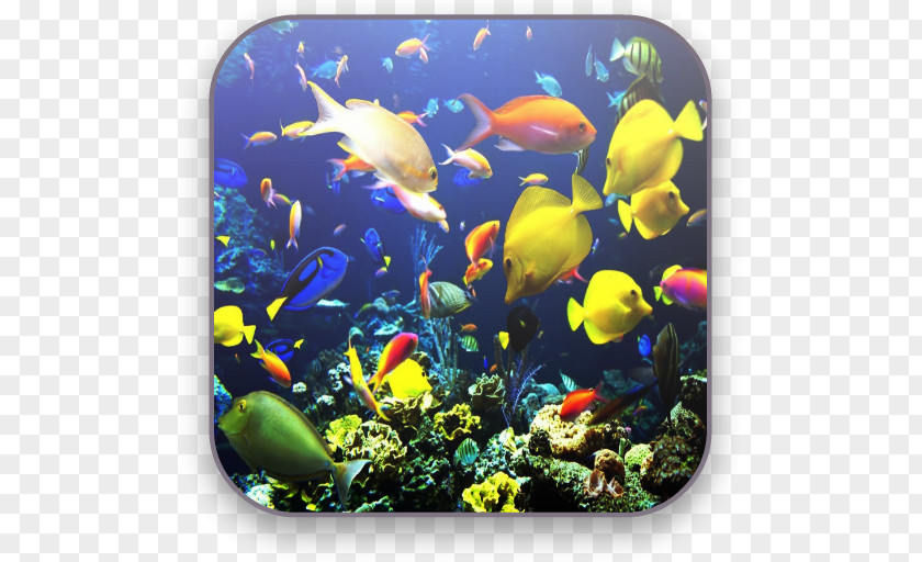 Fish Aquarium Tropical Koi Coral Reef PNG