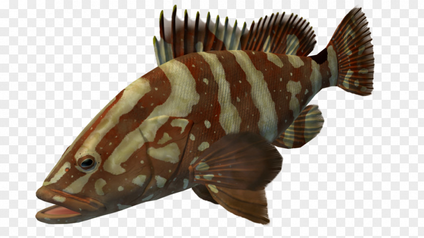 Marine Biology Fauna Terrestrial Animal Fish PNG
