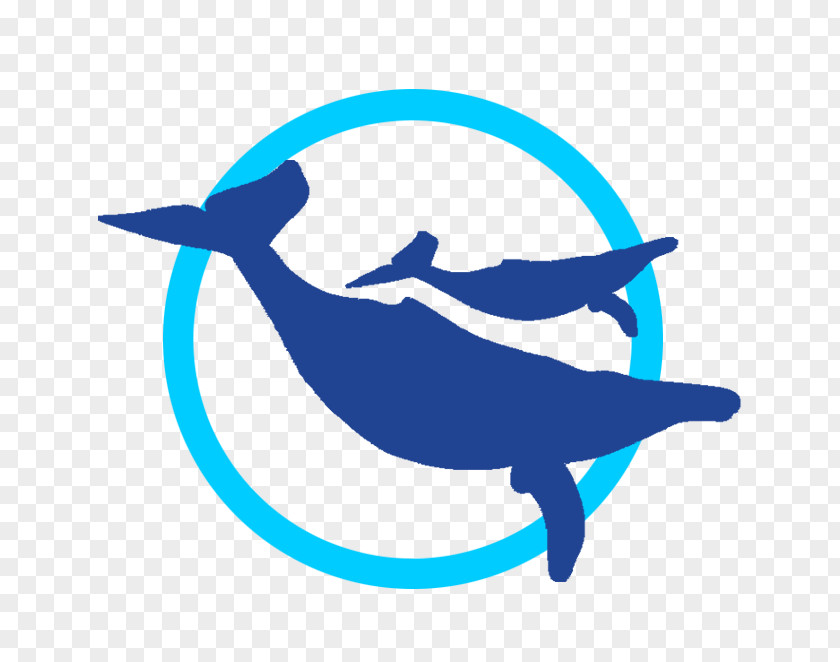 Whale Watch Cabo Dolphin Watching Web Browser Clip Art PNG
