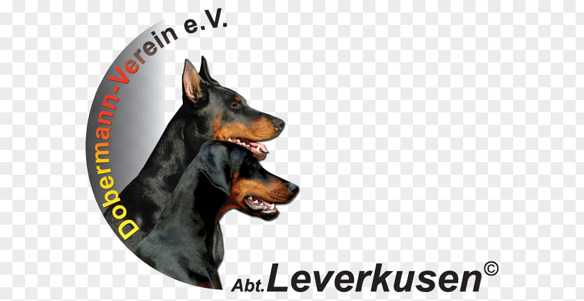 Beliebte Hunderassen Dobermann German Pinscher Manchester Terrier Leverkusen Dog Breed PNG