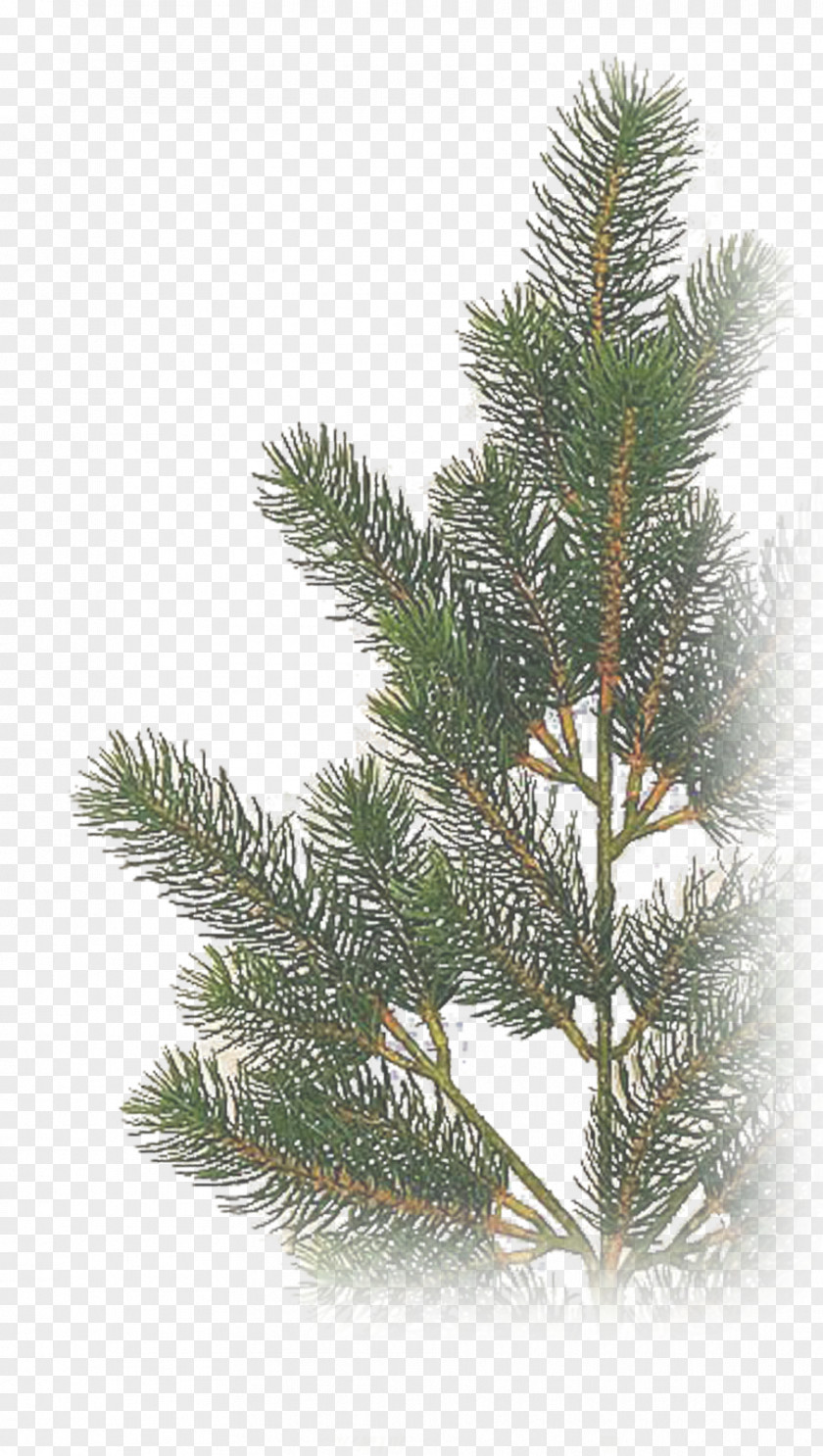 Christmas Tree Spruce Fir PNG