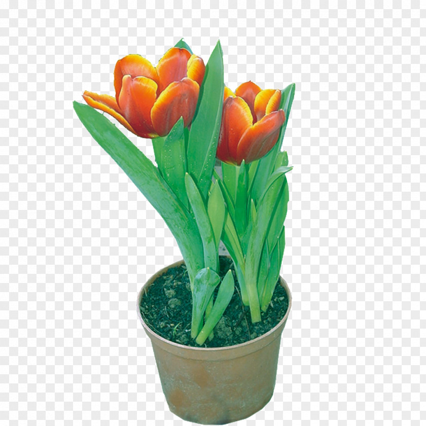 Hand-painted Tulips Tulip Designer RGB Color Model PNG