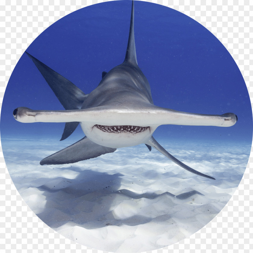 Shark Stock Photography Getty Images PNG