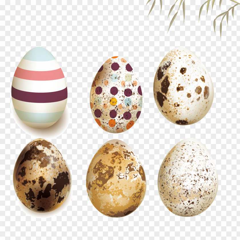 Vector Quail Eggs Photography Illustration PNG