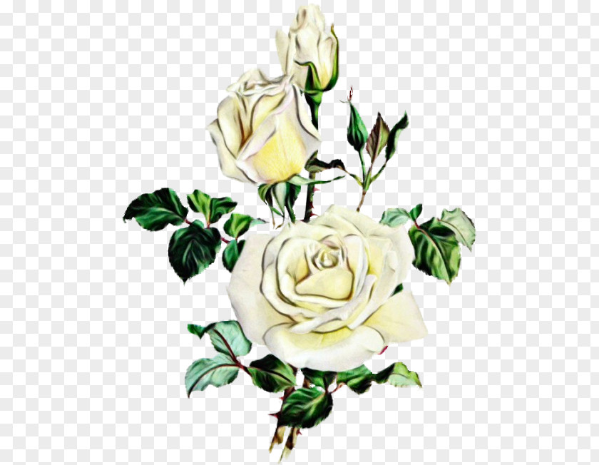 Garden Roses PNG