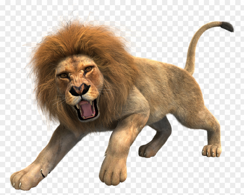 Lion Lionhead Rabbit Roar Big Cat PNG