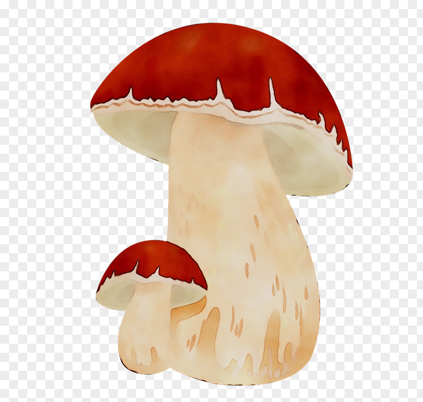 Mushroom Orange S.A. PNG