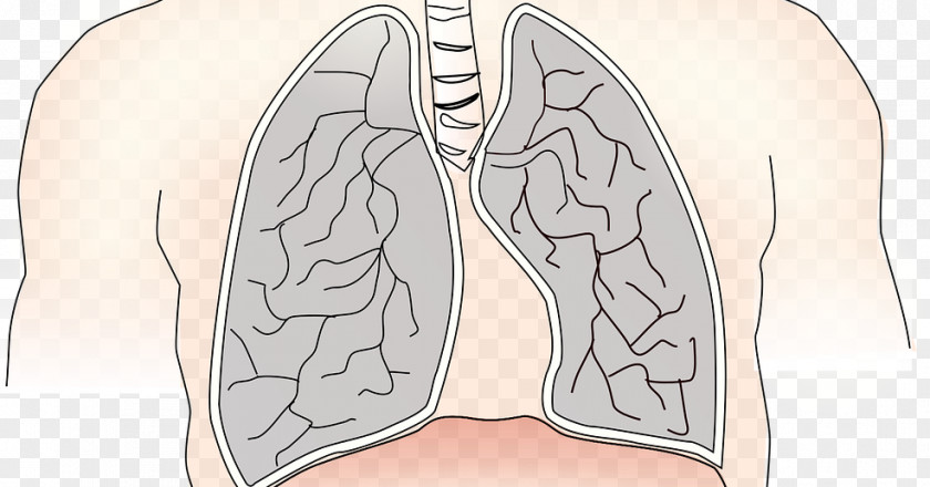 Nose Lung Chronic Obstructive Pulmonary Disease Thumb Longmeridiaan PNG