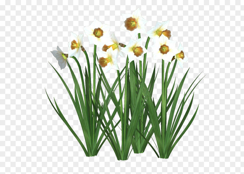 Sn Cut Flowers Floristry Daffodil Tulip PNG