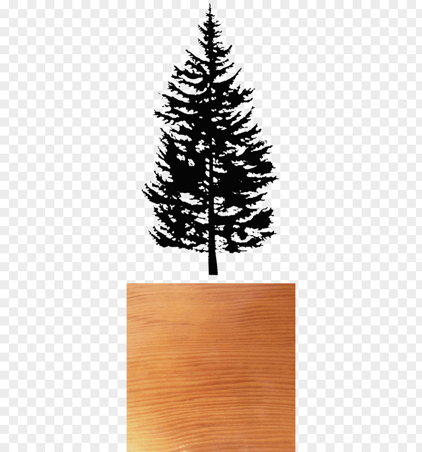 Douglas Fir Spruce Pine Clip Art Drawing PNG