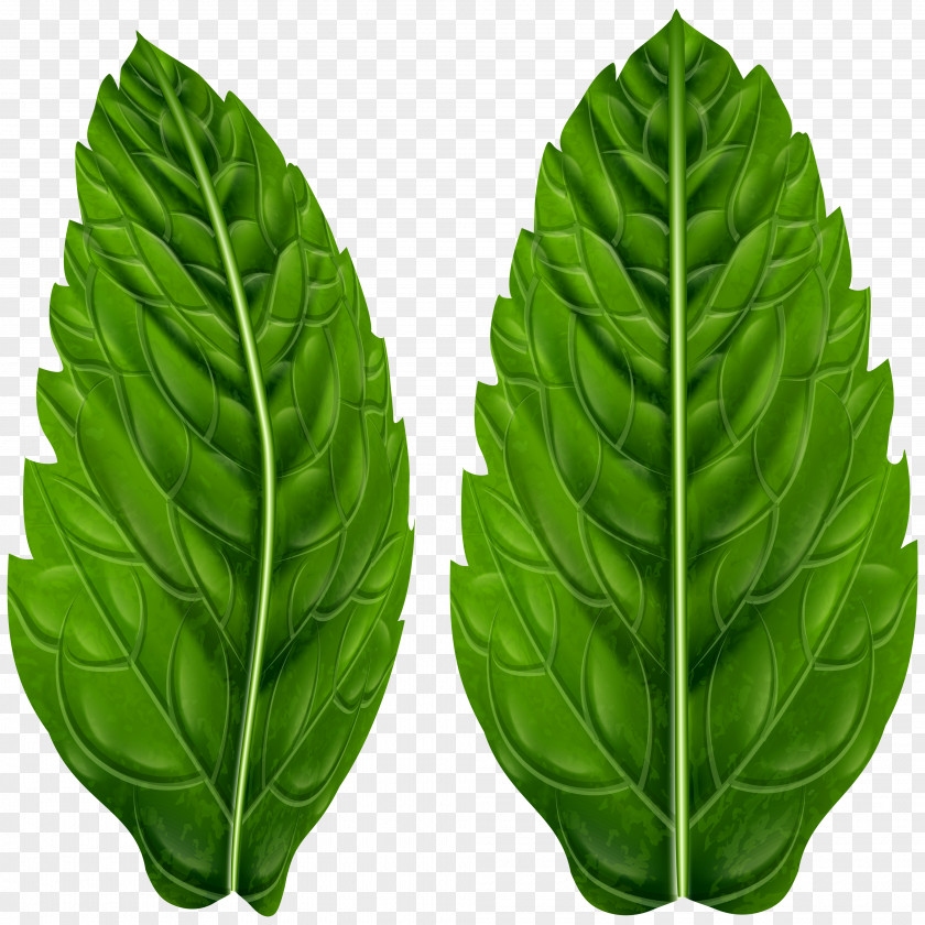 Elements Summer Leaf Arecaceae Clip Art Vector Graphics Image Illustration PNG
