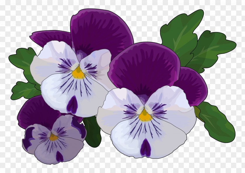 Flower Pansy Drawing Violet Thought PNG