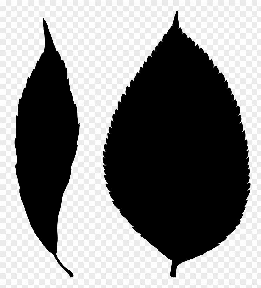 Leaf Line Silhouette Tree Black M PNG