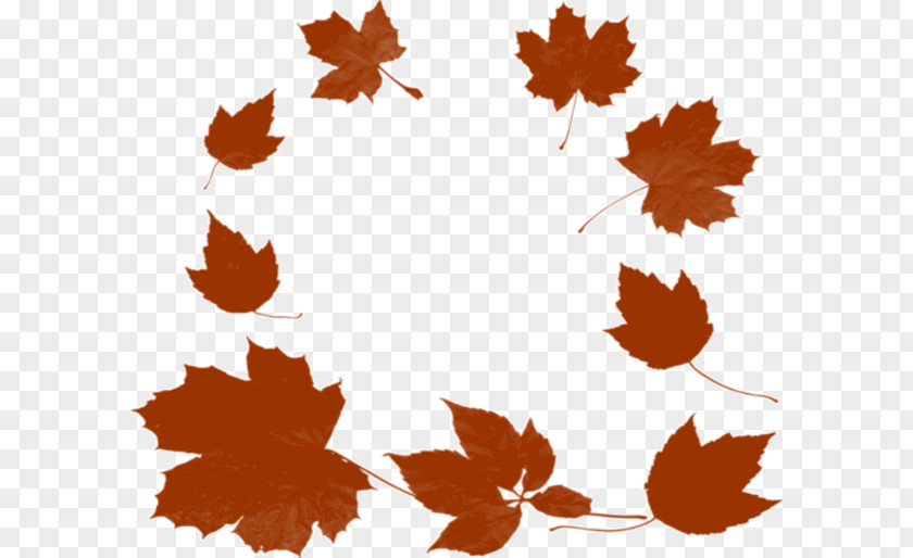 Leaf Maple Photography Clip Art PNG