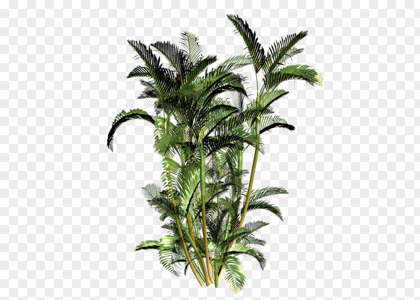 Tree Babassu Palm Trees Shrub PNG