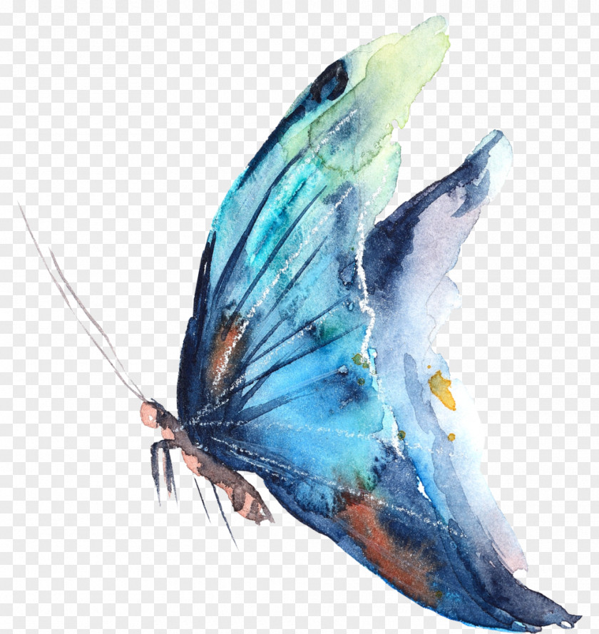 Butterfly Watercolor Painting Photography PNG