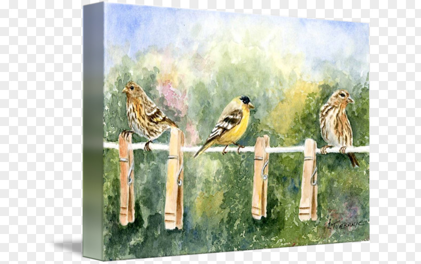 Painting Watercolor Fauna Flora Gallery Wrap PNG