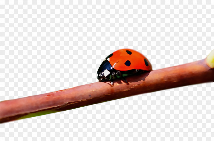 Beetles Biology Science PNG