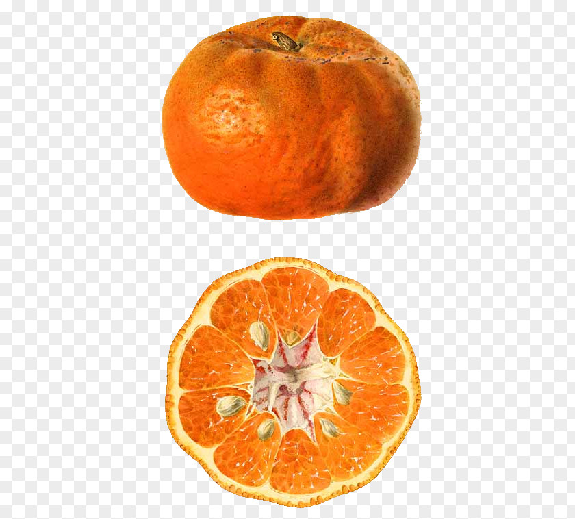 Citrullus Lanatus Clementine Mandarin Orange Tangerine Rangpur Blood PNG