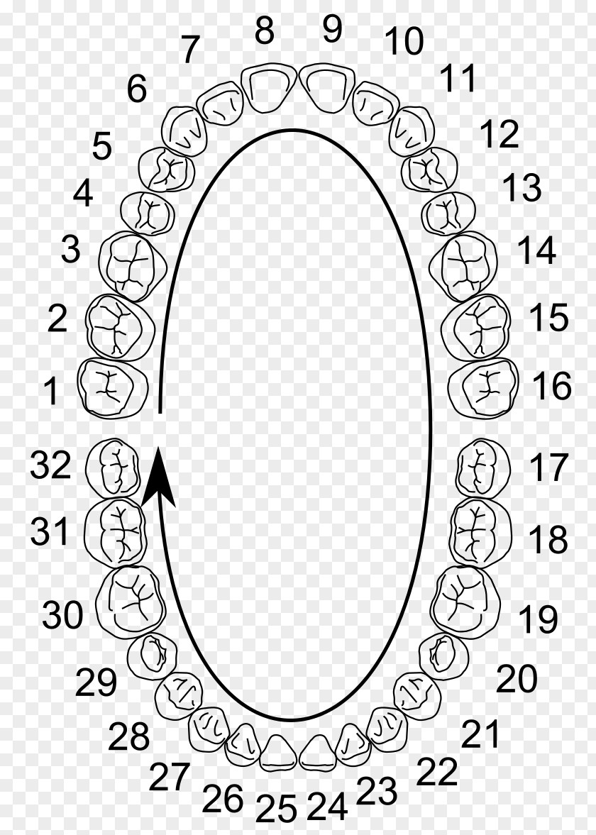 Dandelions Wisdom Tooth Molar Universal Numbering System Dental Anatomy Human PNG