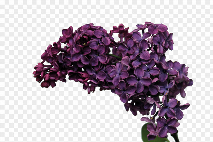 Desktop Wallpaper Computer Monitors 1080p Lilac Flower PNG