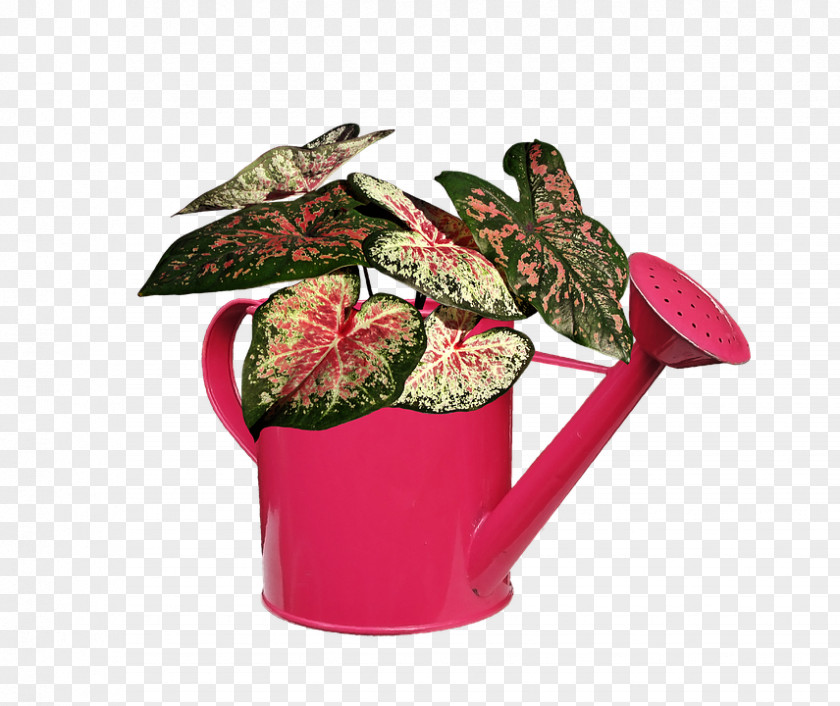 Flower Flowering Plant Plants Jovialfloor Garden PNG