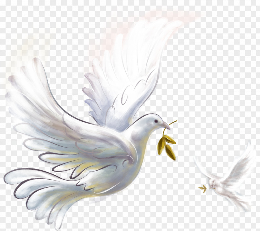 Pigeons And Doves Domestic Pigeon As Symbols Peace Image PNG