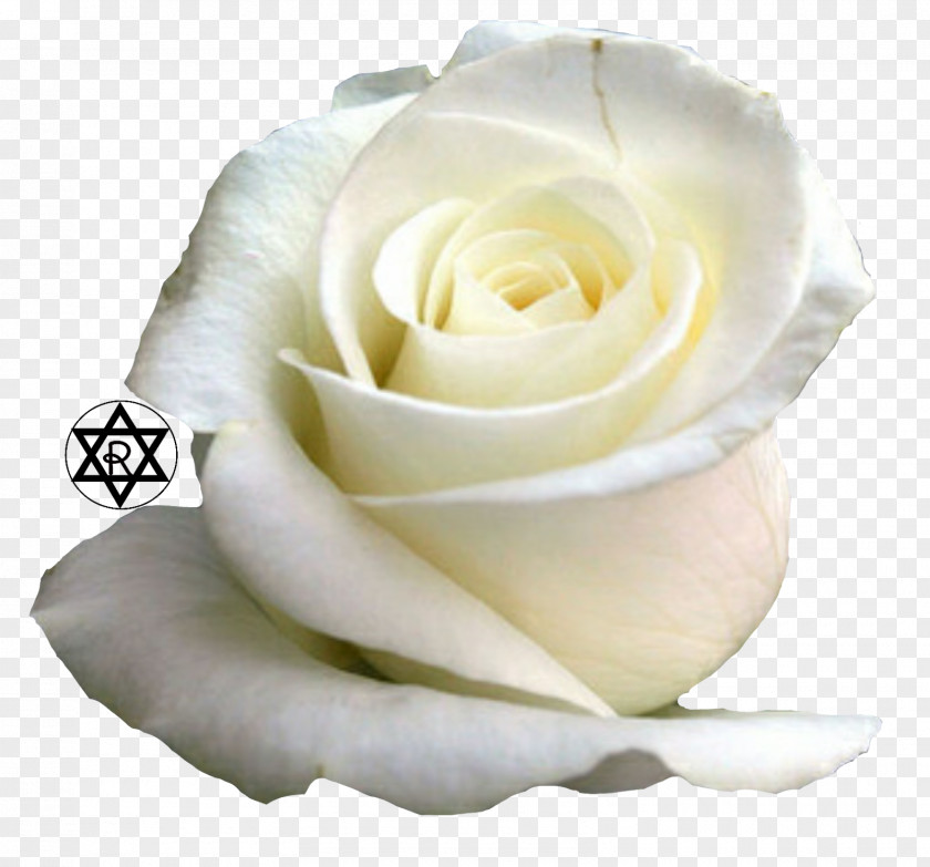 Rose Flower Desktop Wallpaper White PNG