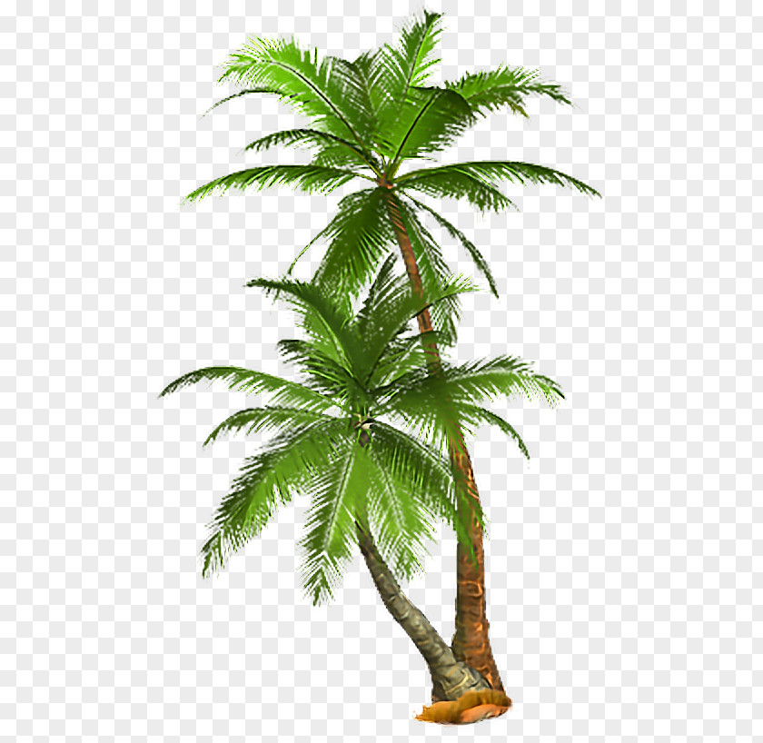 Summer Graduation Palm Trees Image Clip Art Desktop Wallpaper PNG