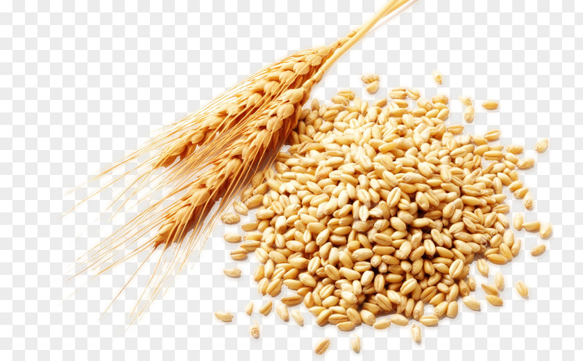 Wheat Berry Food Bran PNG