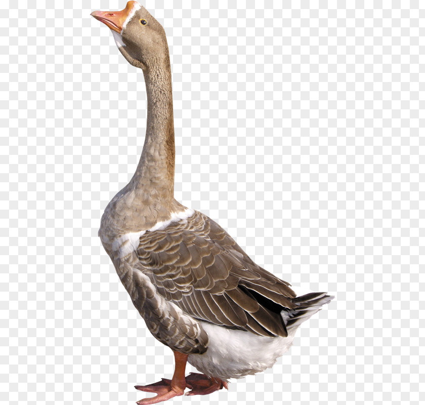 Xb Greylag Goose Duck Domestic PNG
